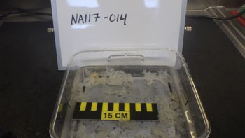 Media type: image;   Invertebrate Zoology 153111 Description: live specimen;